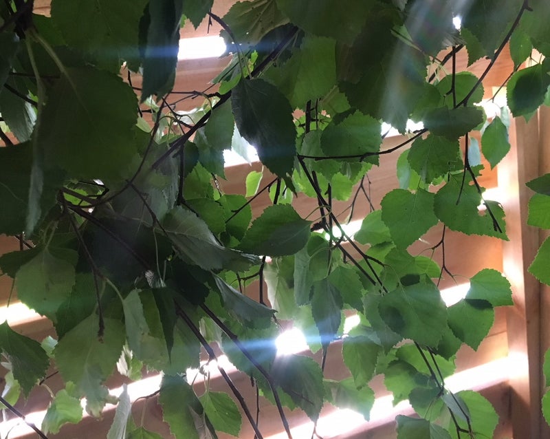 Tundra Naturalin saunatuoksujen koivunlehdet on ker&auml;tty ja kuivattu Pohjois-Savossa.